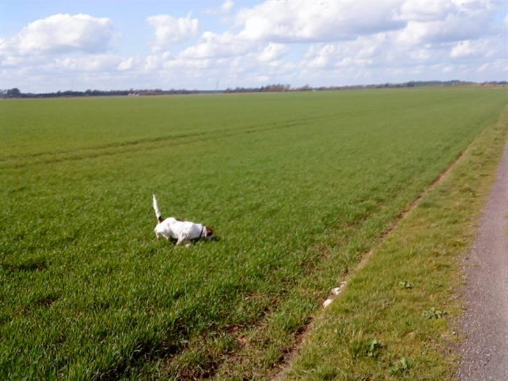 Engelsk springer spaniel maya - på tur..  billede 14