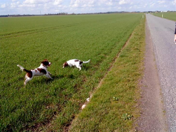 Engelsk springer spaniel maya - på tur..  billede 15