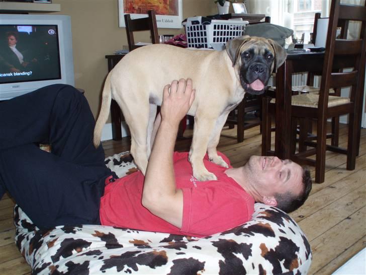 Bullmastiff Vega - Vega og far leger billede 10