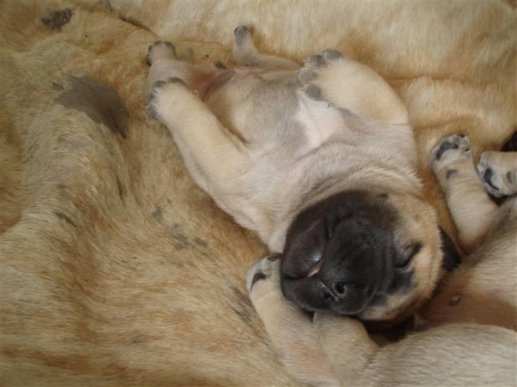 Bullmastiff Vega - Man sover altså godt når man ligger på ryggen. billede 11