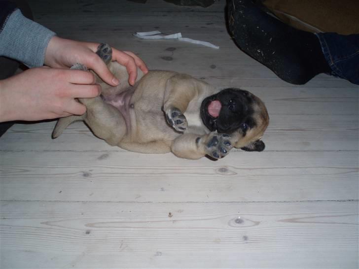 Bullmastiff Vega - Vega nyder at blive nuset, ligner lidt at hun griner. billede 12