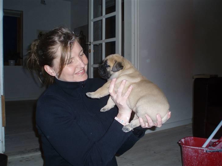 Bullmastiff Vega - Se hvor stor Vega er blevet, her er hun tre uger gammel. billede 13