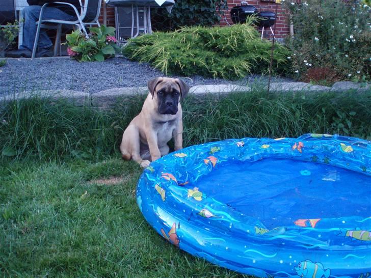 Bullmastiff Vega - "Ups, jeg kom vist til at bide lidt for hårdt i ringen." billede 14