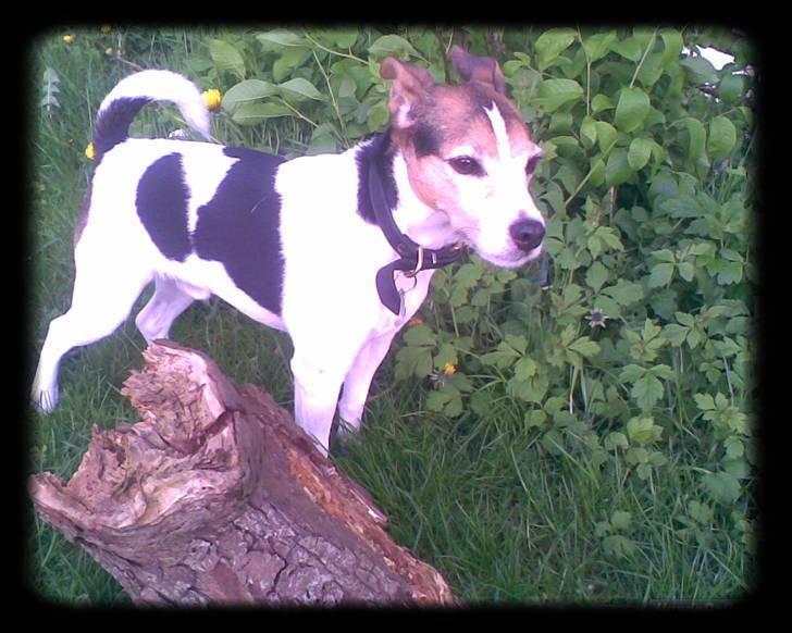 Jack russell terrier | Ubjergs Asterix  - Velkommen til Asterix´s profil :)  billede 1