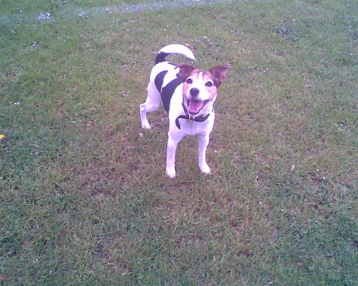 Jack russell terrier | Ubjergs Asterix  - Kommer du? billede 2