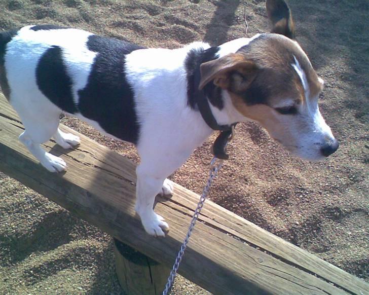 Jack russell terrier | Ubjergs Asterix  billede 3