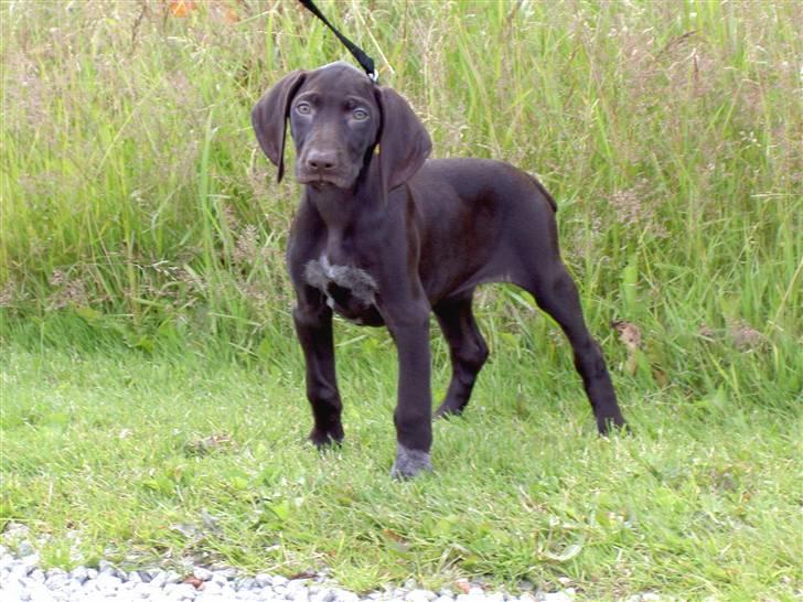 Korthåret hønsehund Chili billede 4