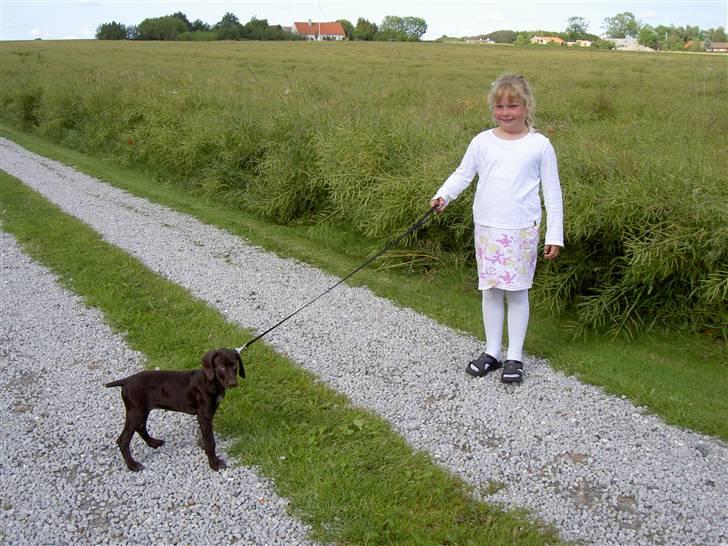 Korthåret hønsehund Chili billede 9