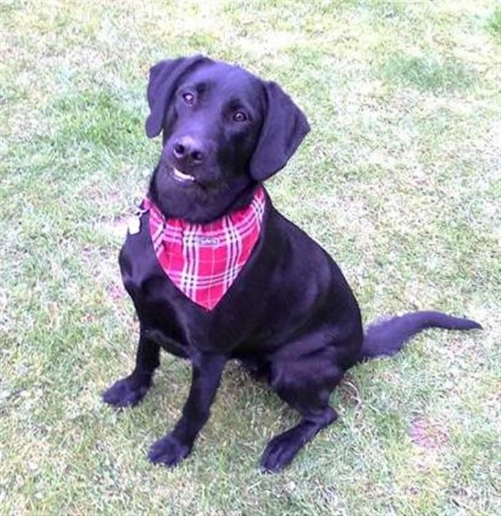 Blanding af racer | Sille | Tricks hunden** - Velkommen til Silles profil <3 :P  billede 1