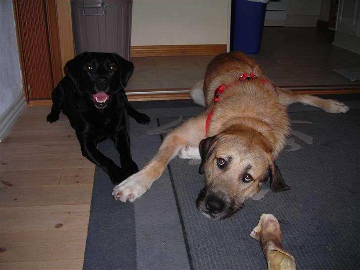 Blanding af racer Zelig - Zelig med vores gammel Labrador billede 6