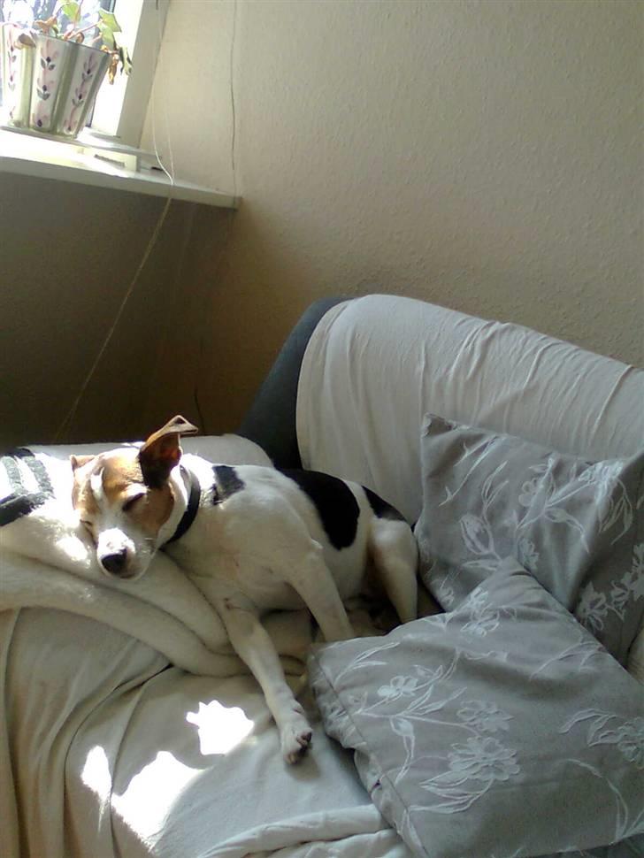 Jack russell terrier | Ubjergs Asterix  - Asterix sover :) billede 4