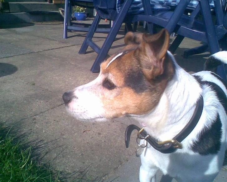 Jack russell terrier | Ubjergs Asterix  billede 5