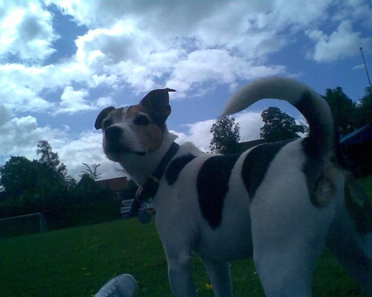 Jack russell terrier | Ubjergs Asterix  - Love this picture <3 billede 6