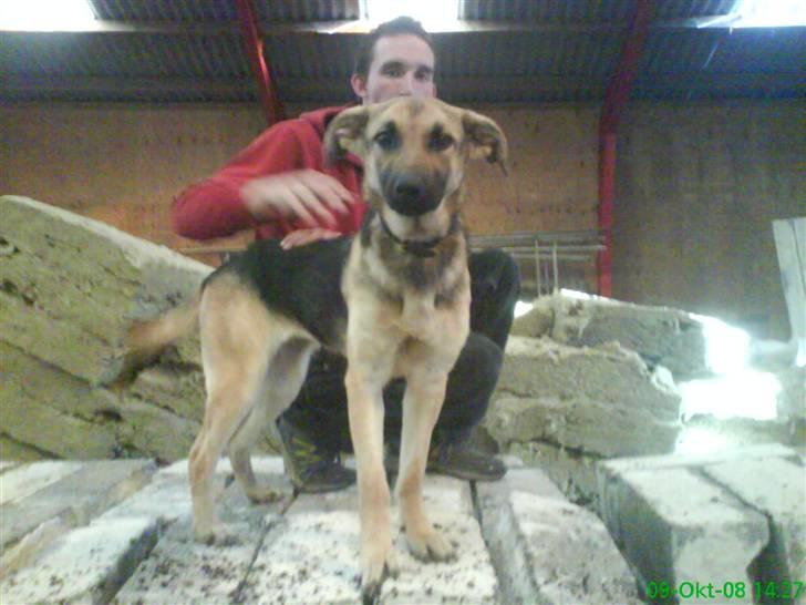 Blanding af racer Daisy billede 3