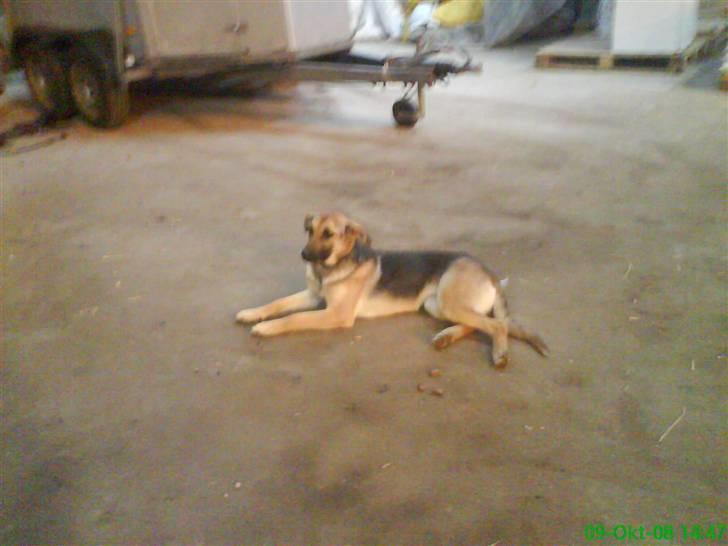 Blanding af racer Daisy billede 4