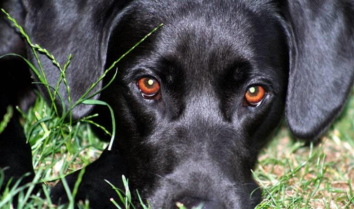 Border collie / Labrador Fister - Spring i haven (; Foto: Mig billede 15