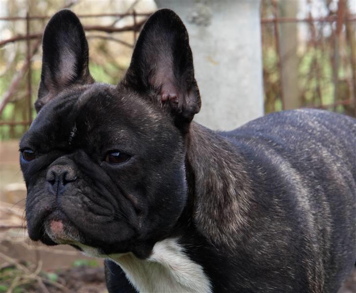 Fransk bulldog Lui Aimeé Coco Chanel billede 19