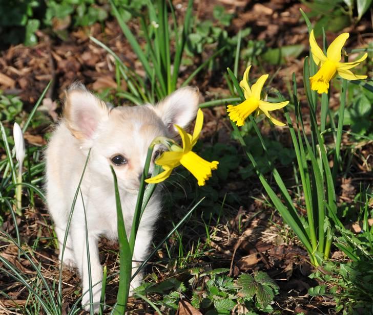 Chihuahua Emma DKCH - 10 uger billede 10