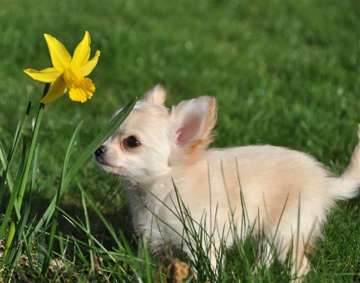 Chihuahua Emma DKCH - 10 uger billede 11