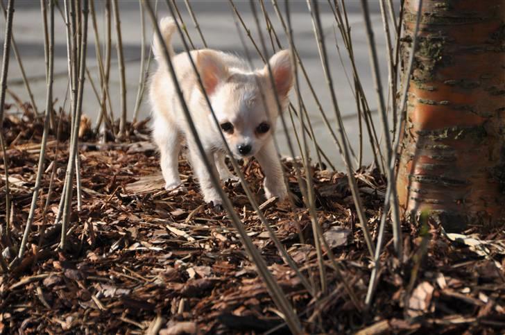 Chihuahua Emma DKCH - 10 uger billede 12