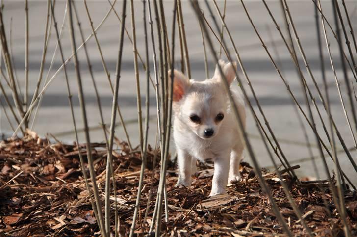 Chihuahua Emma DKCH billede 13