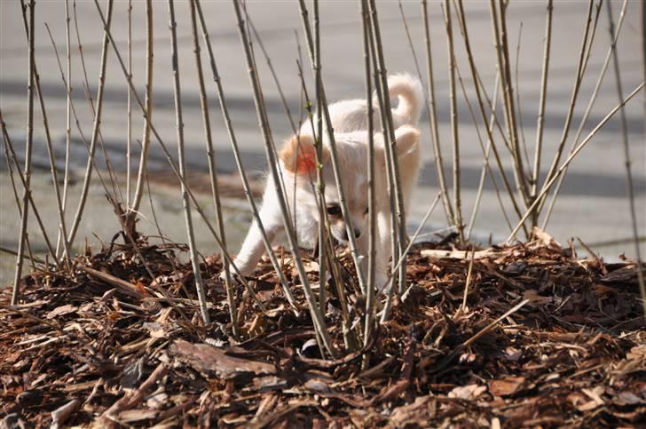 Chihuahua Emma DKCH billede 14