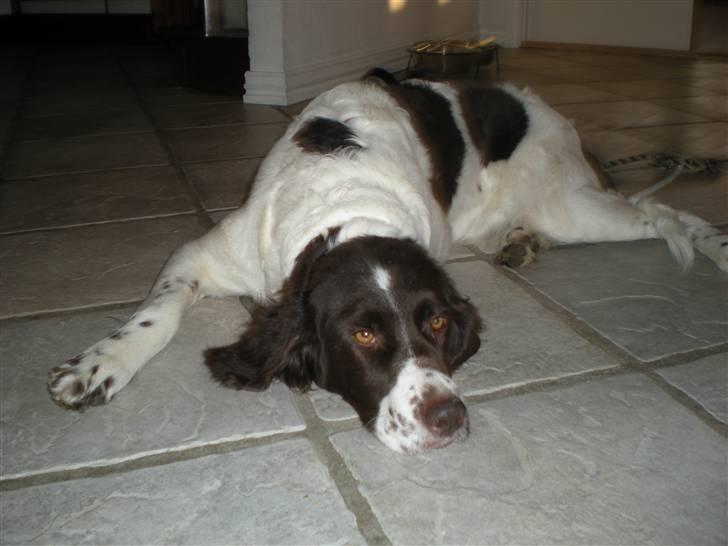 Drentsche patrijshond Kathinka Anjo v Drienerma billede 14