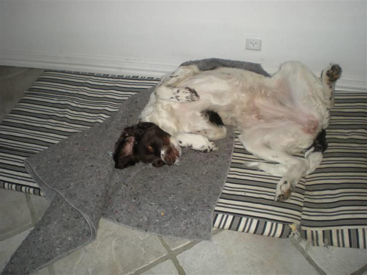 Drentsche patrijshond Kathinka Anjo v Drienerma billede 15