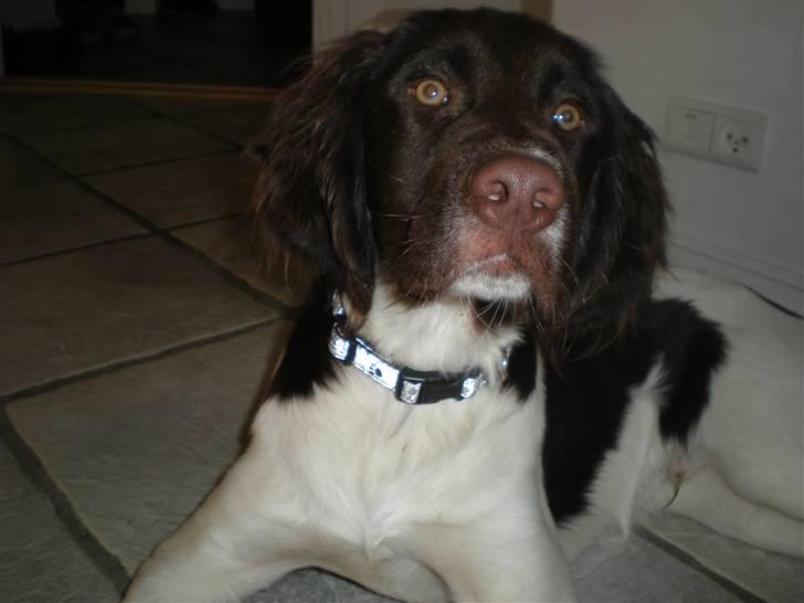 Drentsche patrijshond Bowie - Bowie. billede 14