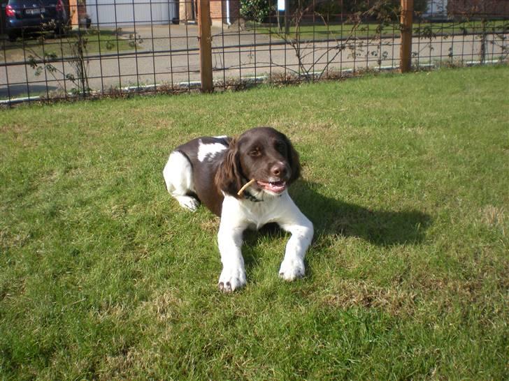 Drentsche patrijshond Bowie - Bowie ude i haven. billede 15