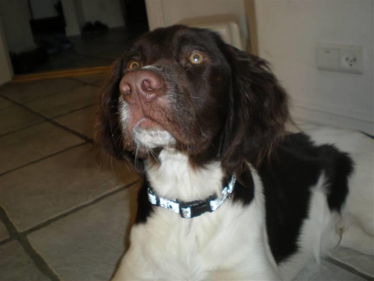 Drentsche patrijshond Bowie - Bowie. billede 16