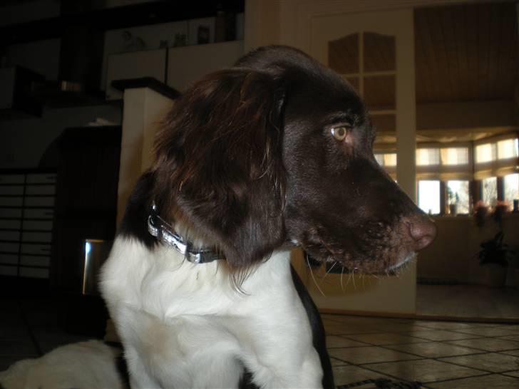 Drentsche patrijshond Bowie - Bowie. billede 17