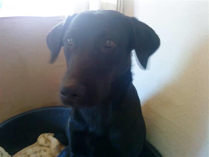 Labrador retriever Kizka billede 15