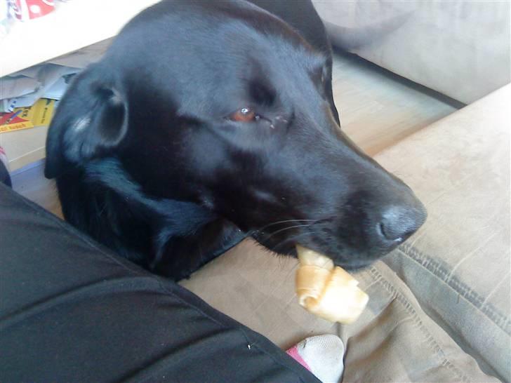 Labrador retriever Kizka billede 16