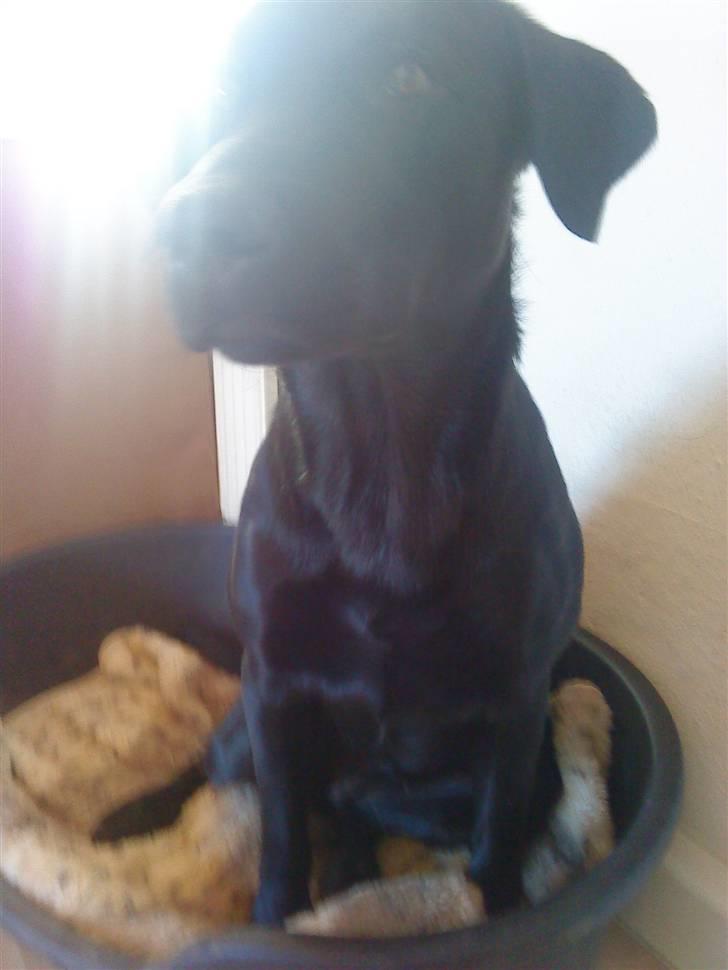 Labrador retriever Kizka billede 18