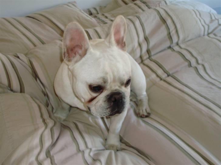 Fransk bulldog BoB billede 18