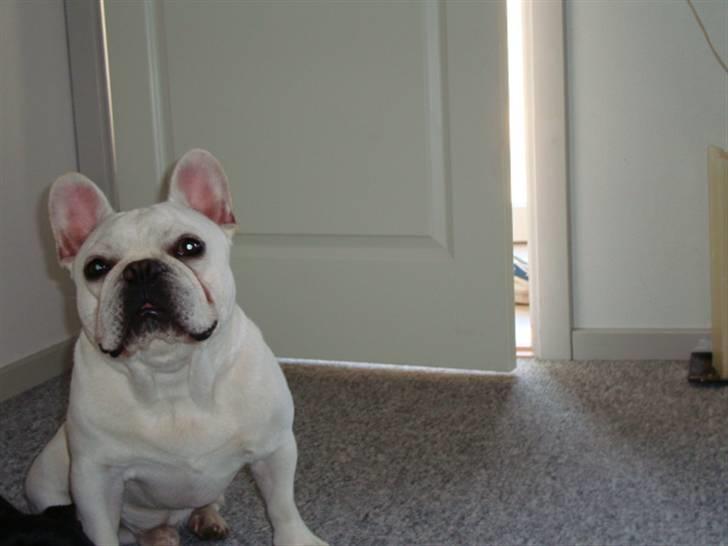 Fransk bulldog BoB billede 19