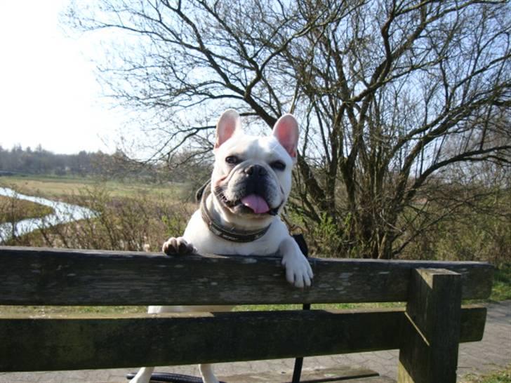 Fransk bulldog BoB billede 20