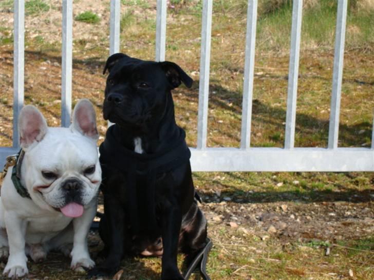 Staffordshire bull terrier All-Embracing "Sille" billede 16