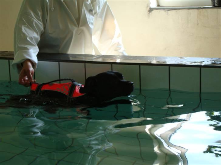 Staffordshire bull terrier All-Embracing "Sille" billede 17