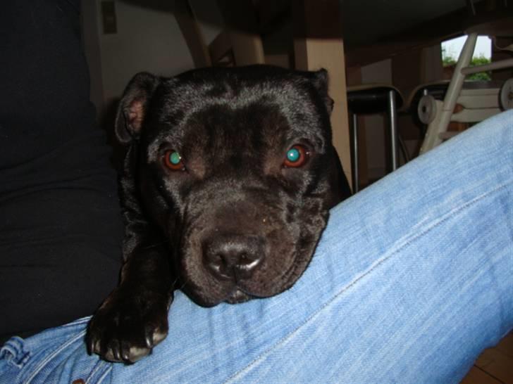 Staffordshire bull terrier All-Embracing "Sille" billede 18