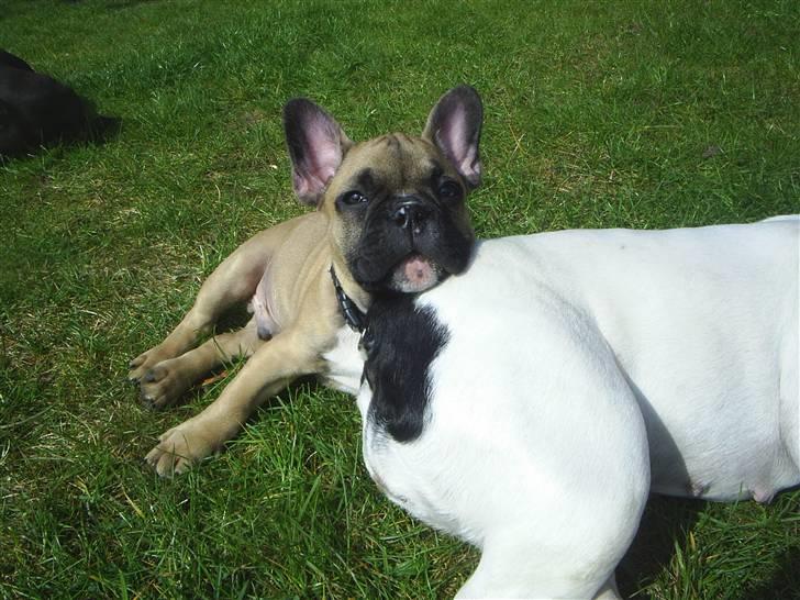 Fransk bulldog Carlos billede 5