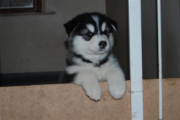 Alaskan malamute alaskans-miqila Xena - halloooooooo. skal jeg blive her billede 1