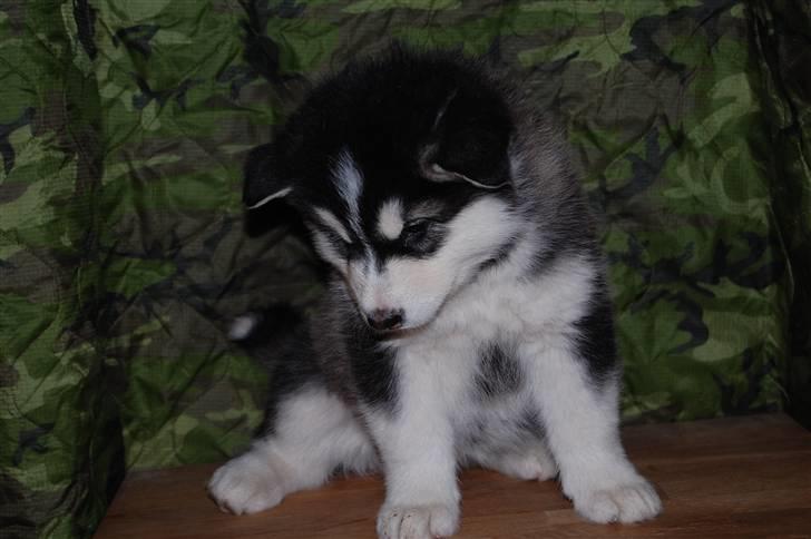 Alaskan malamute alaskans-miqila Xena - 6 uger billede 2