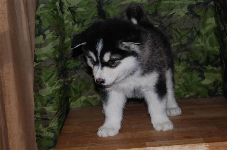 Alaskan malamute alaskans-miqila Xena - 6 uger billede 3