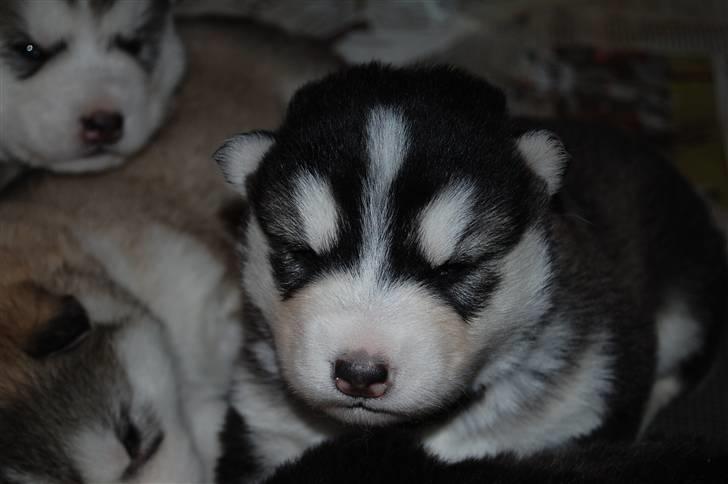 Alaskan malamute alaskans-miqila Xena - 3 uger billede 4