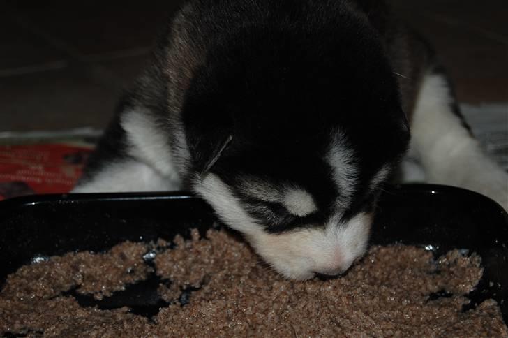 Alaskan malamute alaskans-miqila Xena - 3 uger  billede 5