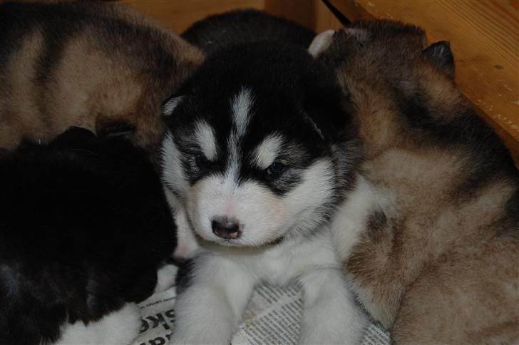 Alaskan malamute alaskans-miqila Xena billede 6