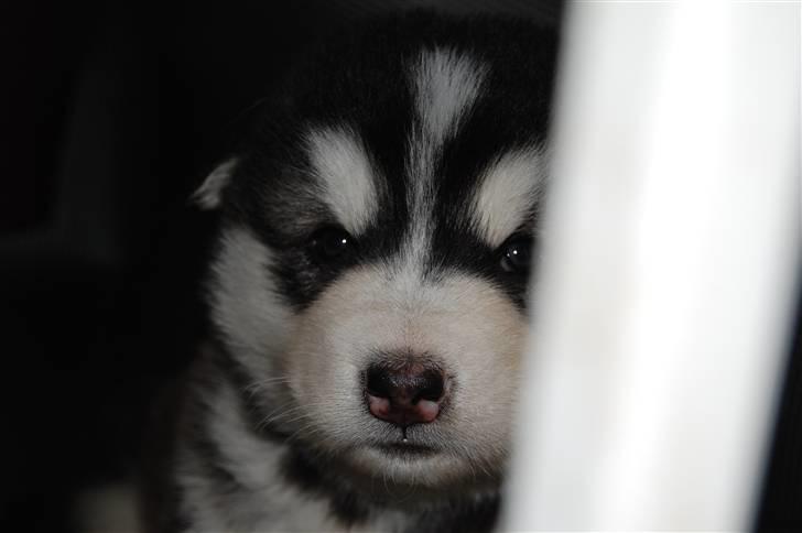 Alaskan malamute alaskans-miqila Xena billede 7