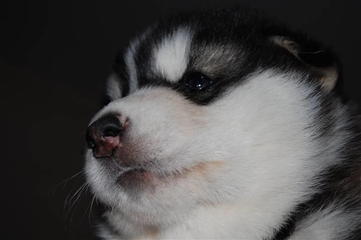 Alaskan malamute alaskans-miqila Xena billede 8